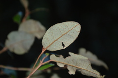 Aextoxicon punctatum