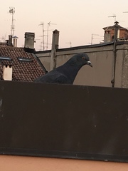 Columba livia domestica