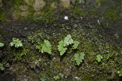 Asplenium dareoides