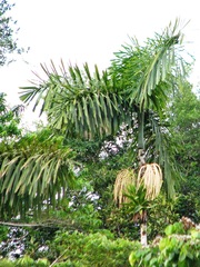 Iriartea deltoidea