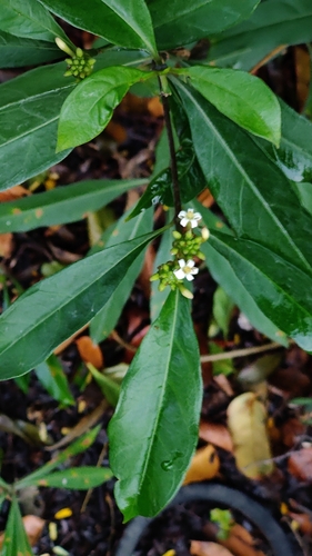 Image of Morinda royoc by (c) Katherine Scott, some rights reserved (CC BY)