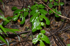 Azara integrifolia