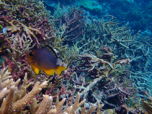 Dascyllus auripinnis observed 2024-04-21