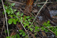 Boquila trifoliolata