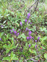 Gentianella amarella