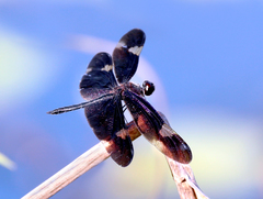 Rhyothemis princeps