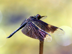 Rhyothemis princeps