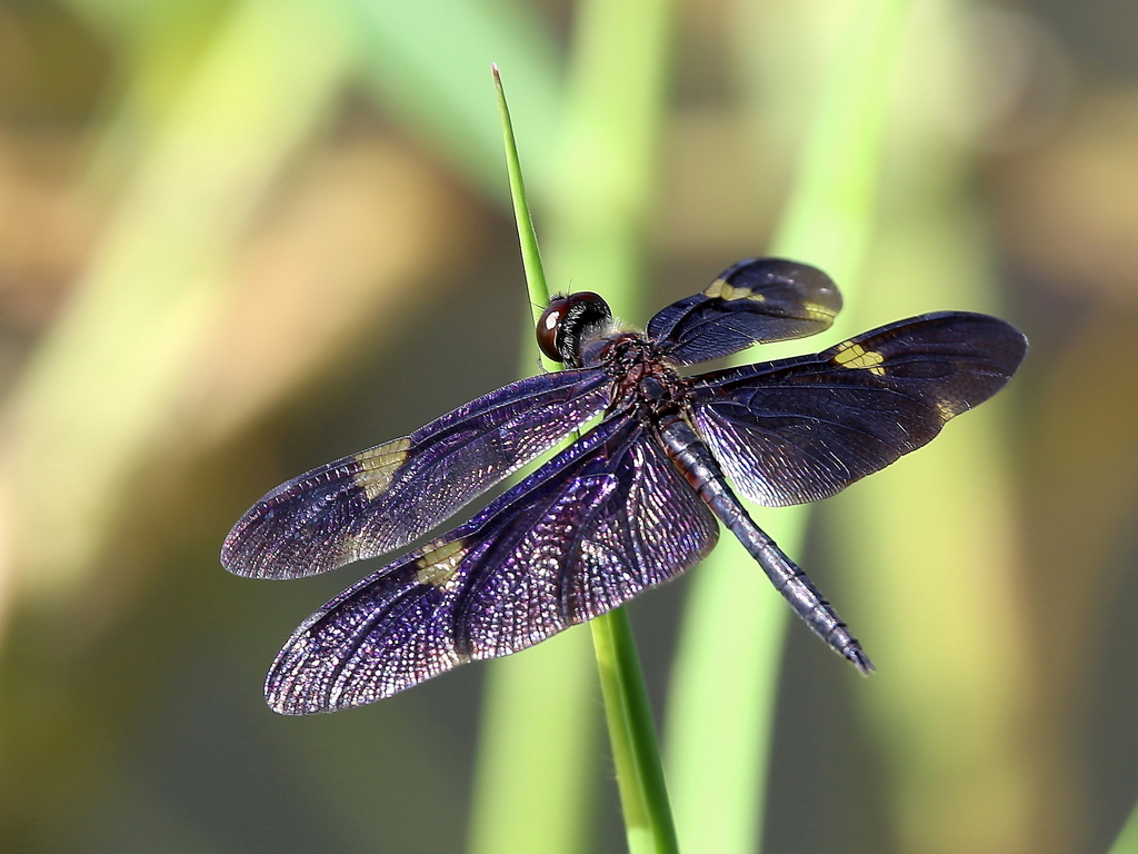 Zircon Flutterer