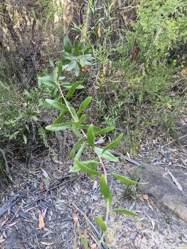 Image of Daviesia corymbosa by (c) ronavery, some rights reserved (CC BY)