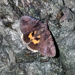 Catocala muliercula