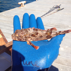 Scorpaena guttata