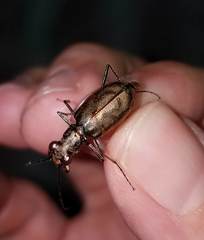 Ellipsoptera marginata