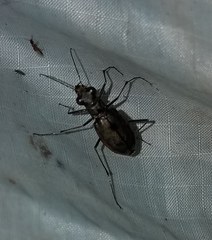 Ellipsoptera marginata