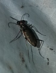 Ellipsoptera marginata