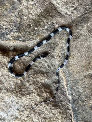 Duméril's Wolf Snake