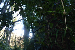 Citronella mucronata