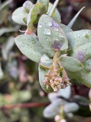 Arctostaphylos pajaroensis