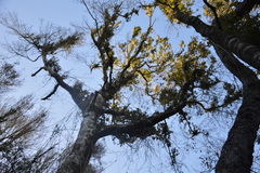 Citronella mucronata