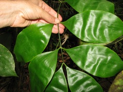 Zamia obliqua
