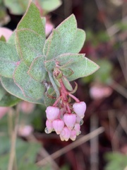 Arctostaphylos pajaroensis