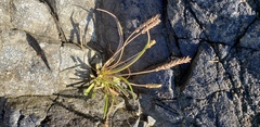 Plantago maritima juncoides