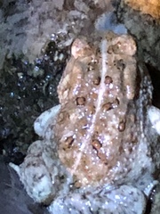 Anura
