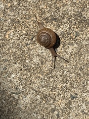 Ventridens intertextus