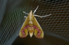 Agathodes ostentalis