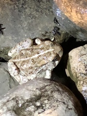 Anura