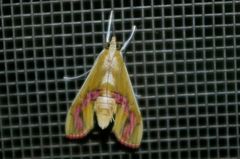 Agathodes ostentalis