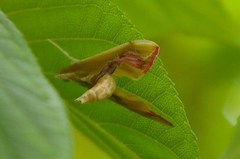 Agathodes ostentalis