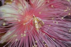 Agathodes ostentalis