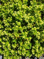 Honckenya peploides major