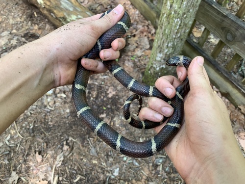 Eastern Milksnake, North Carolina, US, photo 9 of 10