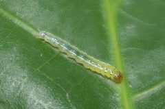 Agathodes ostentalis