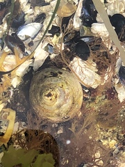 Calyptraea fastigiata