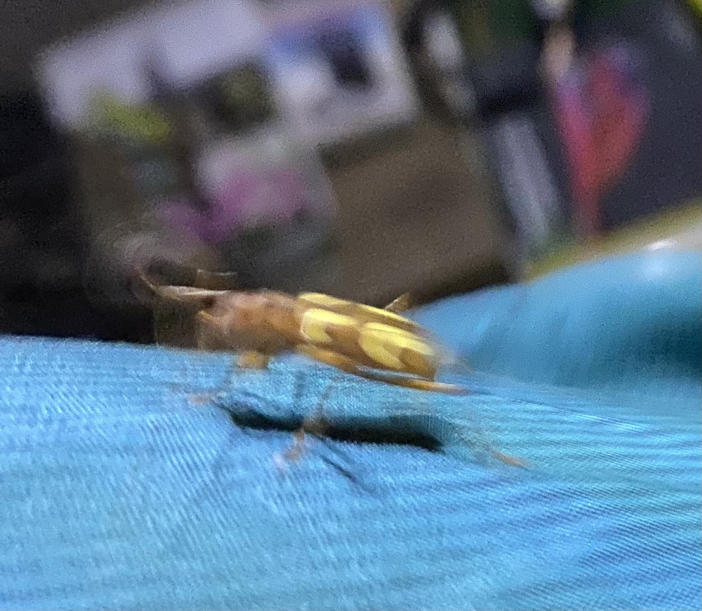 Adesmus nevisi