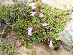 Penstemon davidsonii