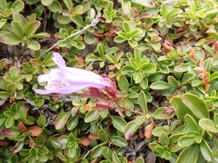 Penstemon davidsonii