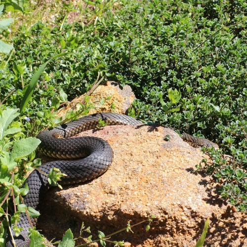 Highlands Copperhead sighting