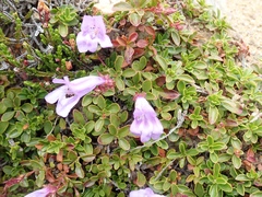 Penstemon davidsonii