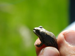 Hyla wrightorum