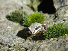 Hyla wrightorum