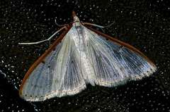 Palpita nigropunctalis