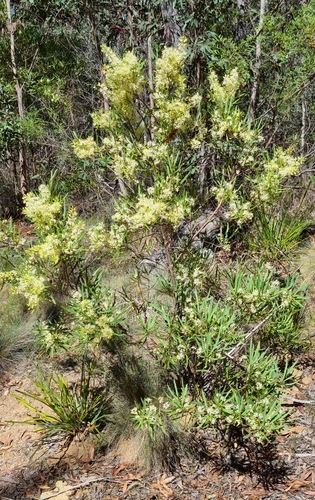 Image of Lomatia myricoides by (c) mjwatt, some rights reserved (CC BY)