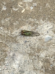 Auritibicen bihamatus