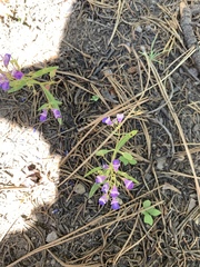 Collinsia torreyi