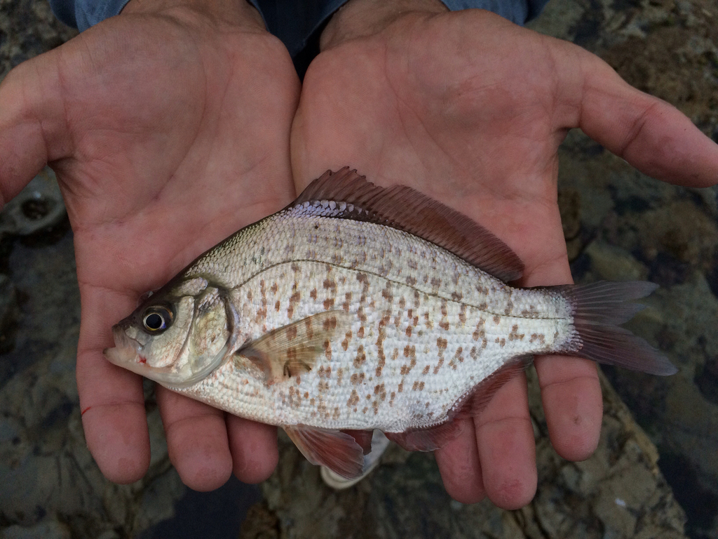 Calico-brandingsbaars (Amphistichus koelzi) — Embiotocidae