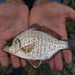Calico Surfperch - Photo (c) joe_cutler, some rights reserved (CC BY-NC)