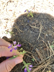 Collinsia torreyi